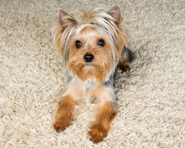 Yorkshire terrier is laying  on the carpet