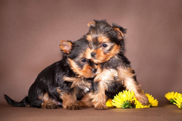 Photo yorkshire terrier is one of the most popular indoor and decorative dog breeds