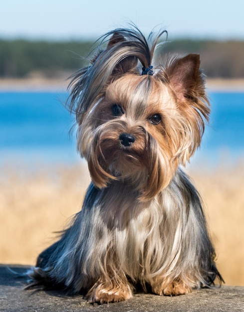 요크셔 테리어는 봄철 벤치에 앉아 있는 가장 작은 개 품종입니다. Beautiful Yorkie