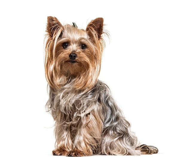 Yorkshire Terrier kijken naar de camera geïsoleerd op wit