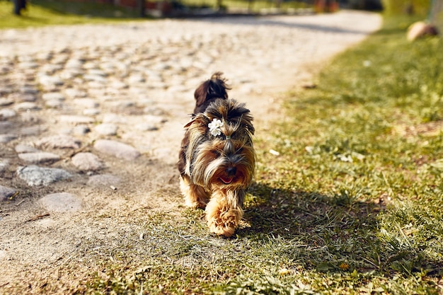 Yorkshire Terrier. Kleine schattige hond op een wandeling in de straat. Lichte achtergrond met bokeh