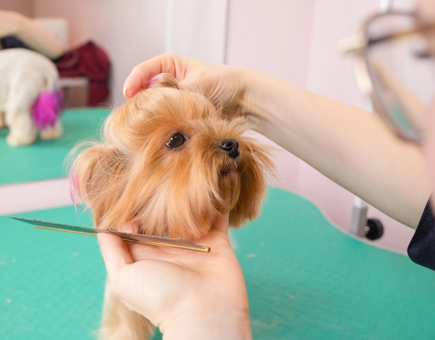 Yorkshire terrier laat zijn haar knippen bij de trimmer