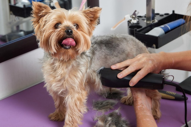 Photo the yorkshire terrier lies on the grooming table in the zoo salon with a beautiful haircut for every day