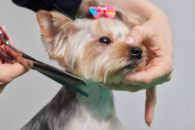 The Yorkshire Terrier lies on the grooming table in the zoo salon with a beautiful haircut for every day