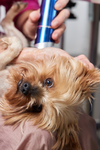 The Yorkshire Terrier lies on the grooming table in the zoo salon with a beautiful haircut for every day