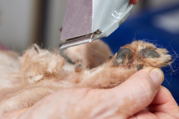 The Yorkshire Terrier lies on the grooming table in the zoo salon with a beautiful haircut for every day