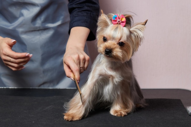 The Yorkshire Terrier lies on the grooming table in the zoo salon with a beautiful haircut for every day