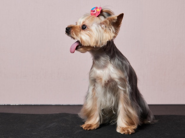 The Yorkshire Terrier lies on the grooming table in the zoo salon with a beautiful haircut for every day