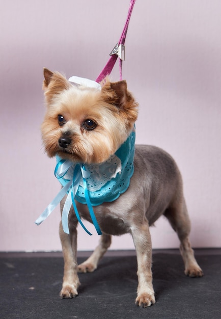 The yorkshire terrier lies on the grooming table in the zoo salon with a beautiful haircut for every