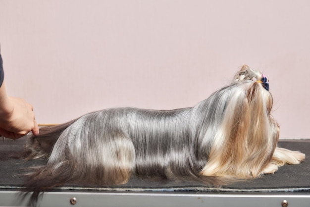 The yorkshire terrier lies on the grooming table in the zoo salon with a beautiful haircut for every