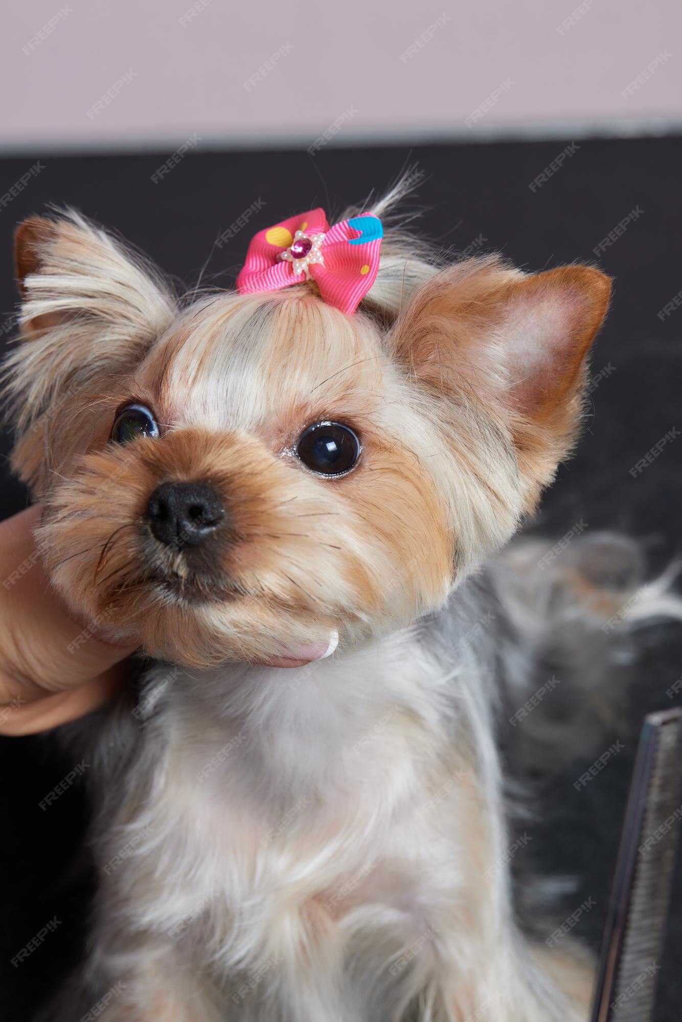Image of Cute Animal Hair Bows zoo hairstyle