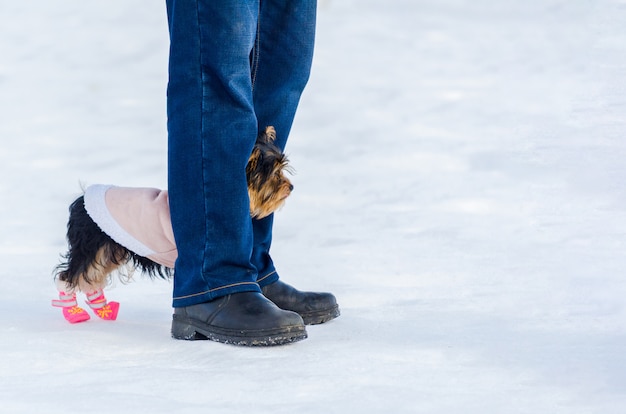 Photo yorkshire terrier little dog and its owner