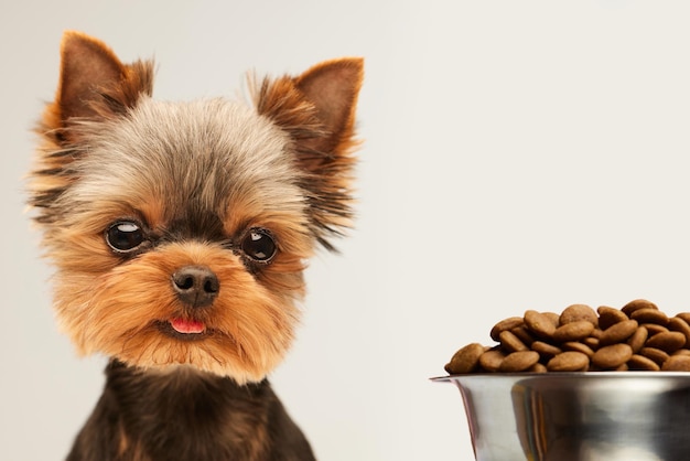 Yorkshire terrier looking at a bowl of food on an isolated white background