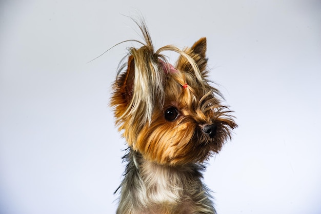 Yorkshire terrier looking at the camera in a head shot against a white background