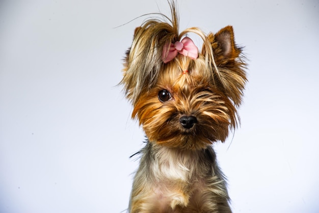 Yorkshire terrier guardando la telecamera in un colpo alla testa su uno sfondo bianco