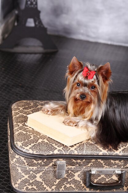 Yorkshire terrier looking at the camera