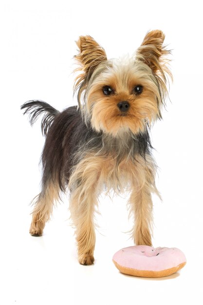 Yorkshire terrier met donut speelgoed