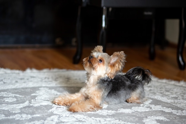 Foto yorkshire terrier mini met een interessant kapsel staat op een lichte bekleding in de kamer kijk omhoog