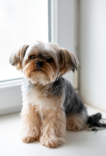 Yorkshire Terrier mini met grappig kapsel kijkt in het frame terwijl hij op het raam zit