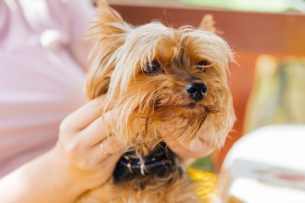 Yorkshire Terrier on the nature