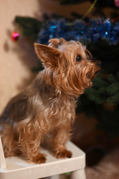 Foto yorkshire terrier vicino all'albero del nuovo anno. ritratto di cane.