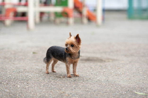 Yorkshire Terrier op de achtergrond van de speeltuin