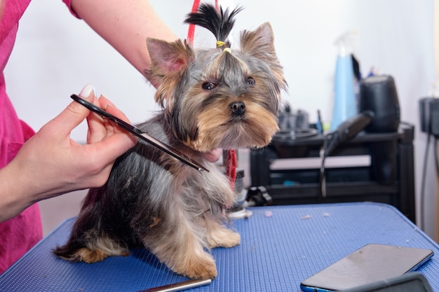 Yorkshire terrier op de trimtafel tijdens het trimmen.