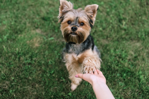 Yorkshire terrier op een groen gazon