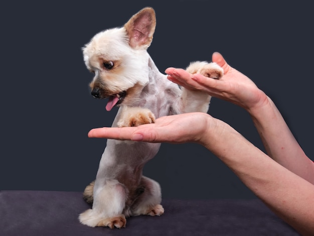 Yorkshire terrier op tafel. een kleine hond met een rode riem geeft een poot.