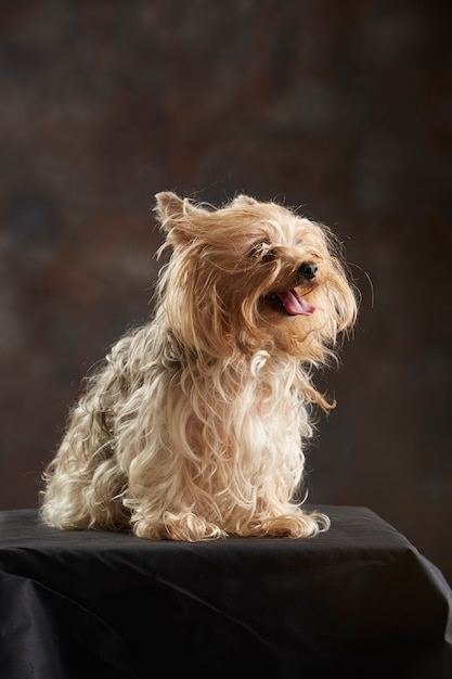 Yorkshire Terrier panting