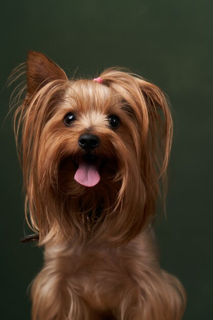 Yorkshire Terrier portrait, close-up. Cute Yorkshire Terrier puppy posing on a green background.