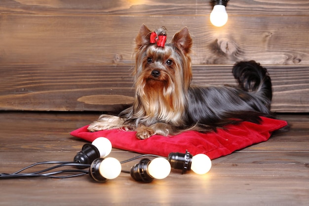 Yorkshire Terrier poseren voor portret