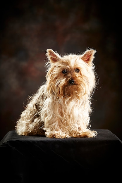 Foto yorkshire terrier poseren.