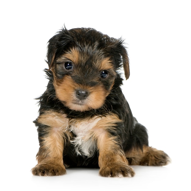 Yorkshire Terrier Puppies with 1 month. Dog portrait isolated