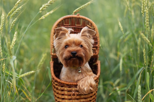 yorkshire terrier puppy in basket green grass