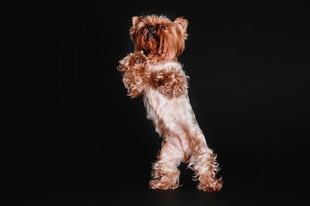 Yorkshire Terrier puppy dog on a black background in studio