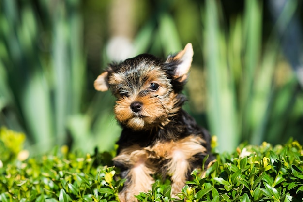 日光の下で緑の茂みにヨークシャーテリアの子犬