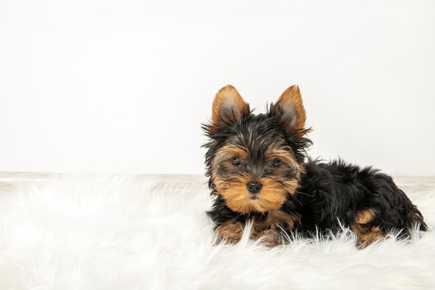 Yorkshire terrier-puppy in de ruimte op het tapijt. plaats voor tekst