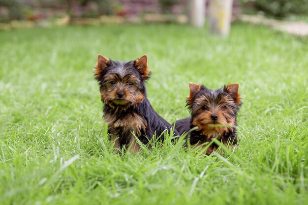 A Yorkshire terrier puppy is sitting on the grass