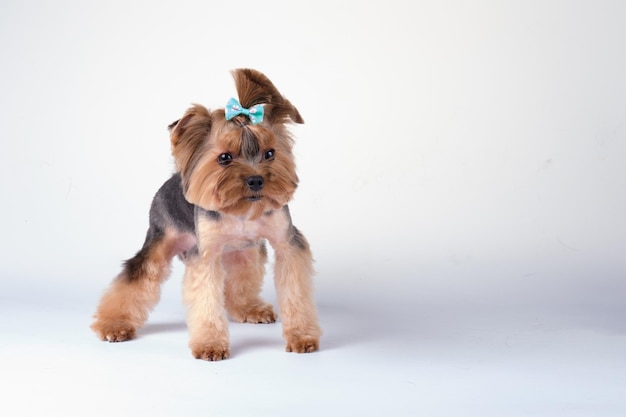 A Yorkshire terrier puppy learns to stand in a rack to participate in a dog show