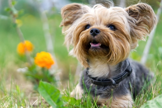 ヨークシャーテリアの子犬は花の近くの低い春の草に横たわっていますゴールデンアワーの時間の写真撮影で面白い小さなヨークの子犬