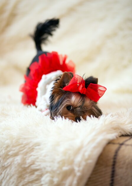 Yorkshire Terrier puppy mini playfully hides its nose in a light fluffy blanket dressed up with a red bow on its head