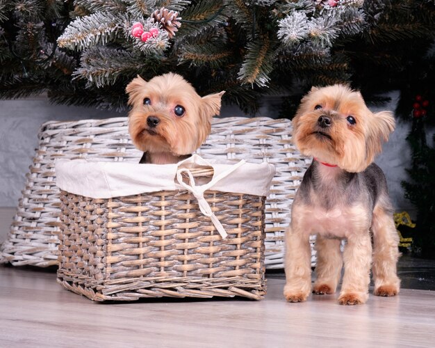 Yorkshire terrier-puppy's onder de kerstboom.