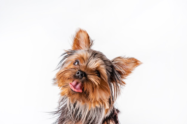 ヨークシャーテリアの子犬が座っています。