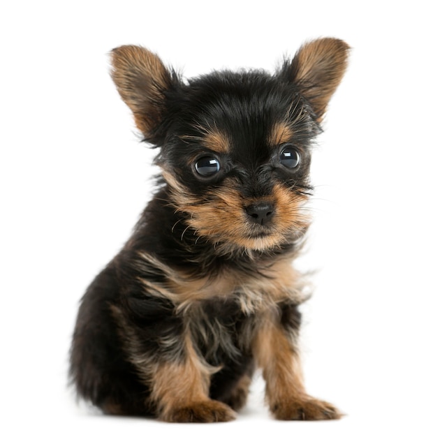 Yorkshire terrier puppy sitting in front of a white wall