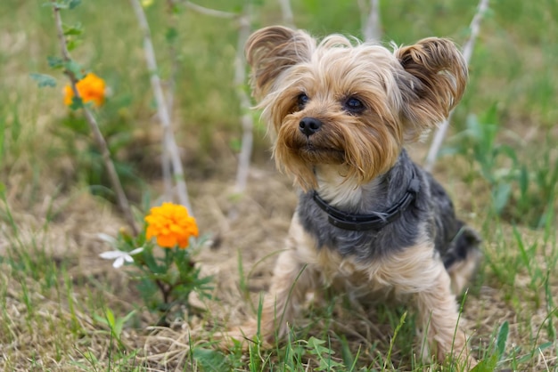 花の近くの草の上に座っているヨークシャーテリアの子犬ゴールデンアワーの時間の写真撮影で面白い小さなヨークの子犬