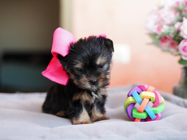 Foto yorkshire terrier puppy seduto su un cuscino grigio fluffy yorkshire terrier con un arco sulla testa