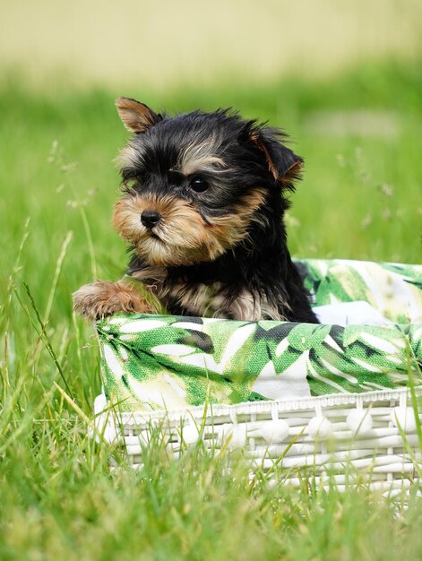 緑の草の上に白い籐のバスケットに座っているヨークシャー テリアの子犬ふわふわのかわいい犬