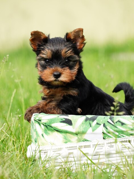 緑の草の上に白い籐のバスケットに座っているヨークシャー テリアの子犬ふわふわのかわいい犬