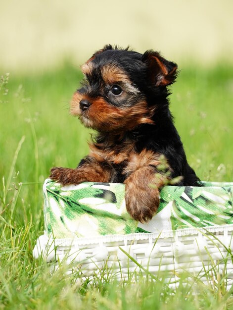 緑の草の上に白い籐のバスケットに座っているヨークシャー テリアの子犬ふわふわのかわいい犬